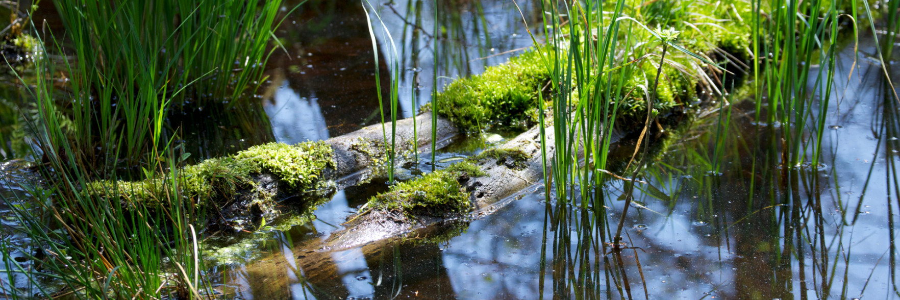 Natur