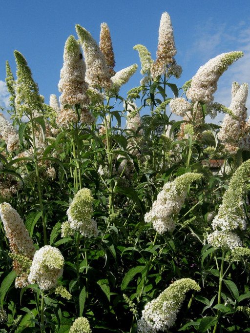 Sommerflieder / Schmetterlingsflieder