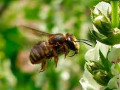 Erdnistende Wildbienen