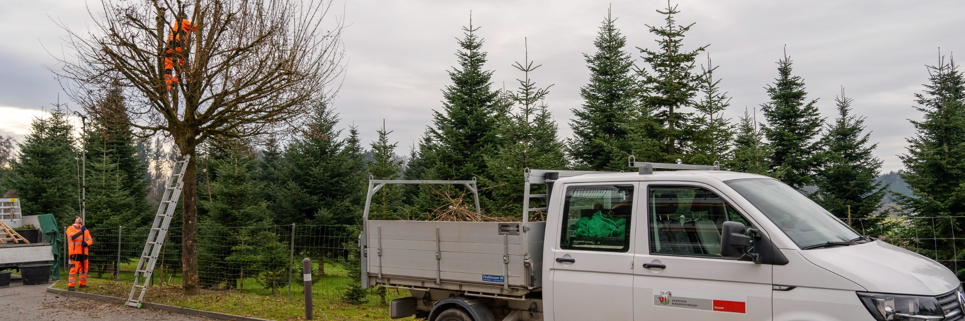 Bauamt Niederrohrdorf, Baumschneiden