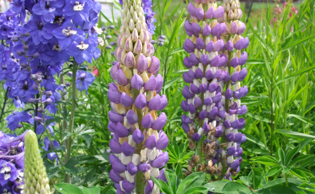 Vierblättrige Lupine
